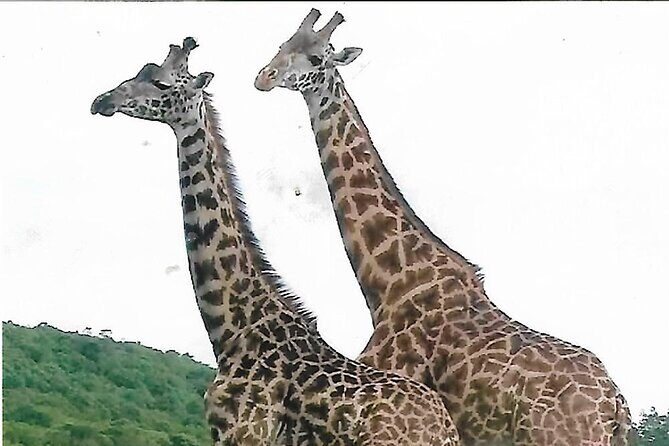 Joining Safari from Mwanza - A Practical Look at the Safari Experience