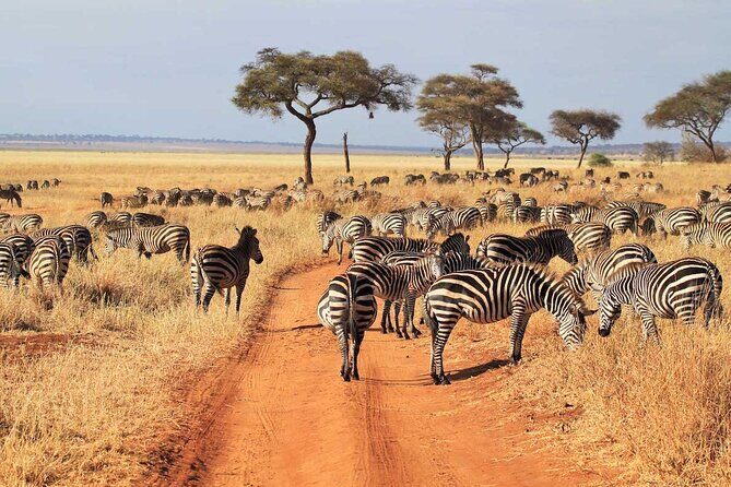 Joining Safari from Mwanza - Authenticity and Unique Experiences