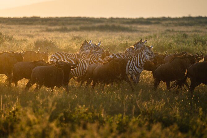 Joining Safari from Mwanza - FAQs