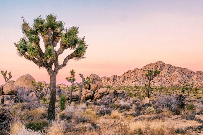Joshua Tree National Park Driving Tour - Start Point: Meeting at Mortons The Steakhouse in Palm Desert