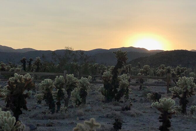 Joshua Tree National Park Driving Tour - Scenic Stops with Authentic Impact