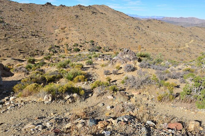 joshua-tree-national-park-self-guided-driving-audio-tour