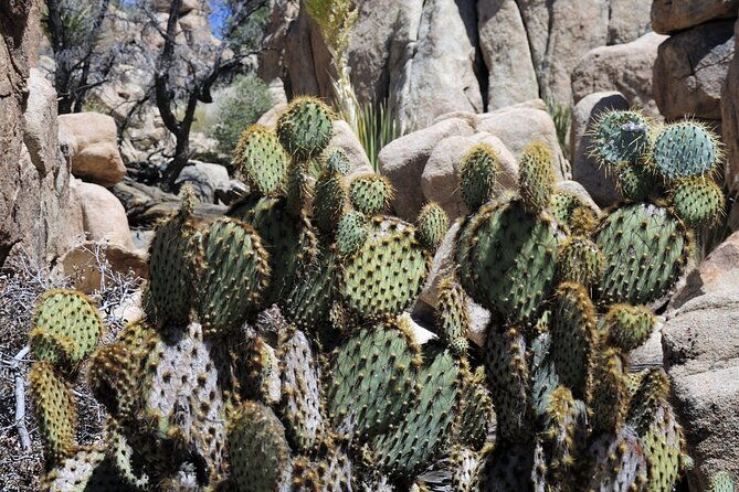 joshua-trees-hidden-valley-self-guided-walking-tour