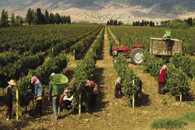 Journey Through Lebanese Wine: A Private Tour in the Beqaa Valley - FAQ