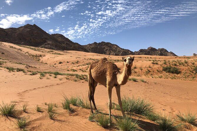 Journey to the Heart of the Emirates - Who Will Love This Tour?