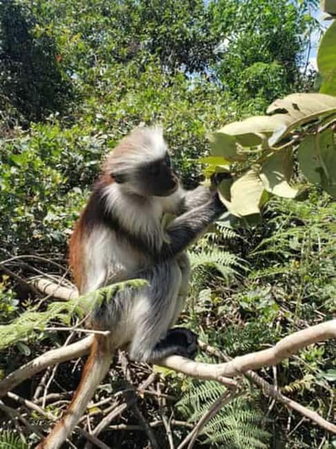 Jozani Forest and Nakupenda SandBank with fruits - Is This Tour Right for You?