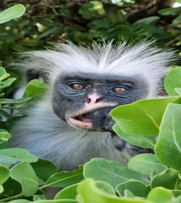 Jozani forest and Salam cave kizimkaz . - Exploring Zanzibar’s Hidden Gems: Jozani Forest and Salam Cave Kizimkaz