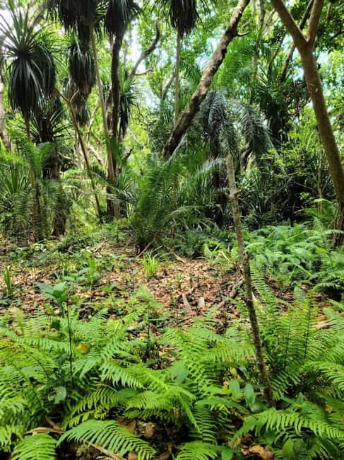 Jozani Forest and The rock restaurant blue lagoon - Key Points