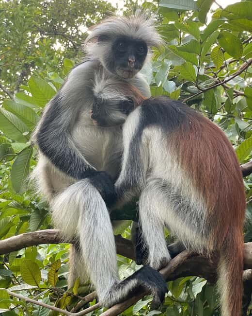 Jozani forest , Kuza cave and mtende beach - FAQ