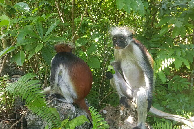 Jozani Forest, Kuza Cave, Paje Beach and The Rock Restaurant - Key Points