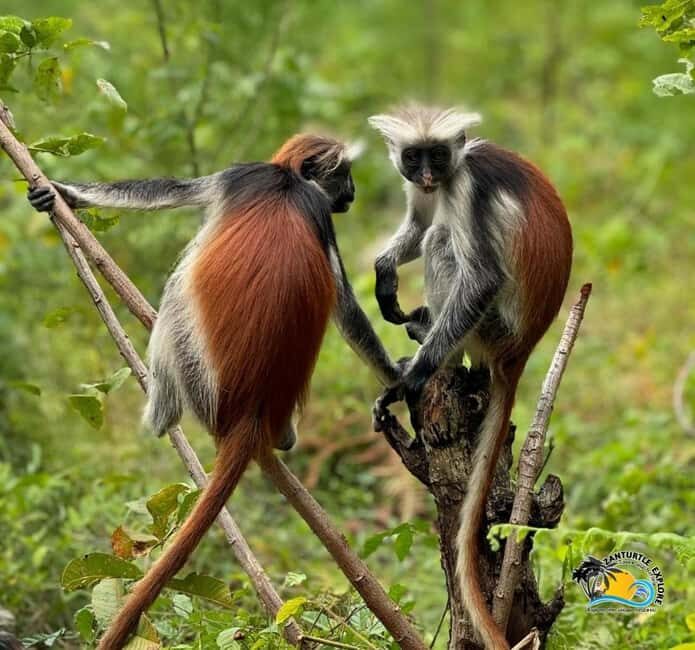 Jozani Forest, Kuza Cave, Salaam Caves & The Rock Restaurant - Final Thoughts: Is This Tour Worth It?  
