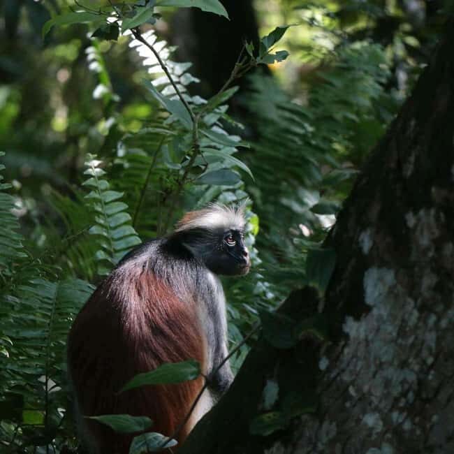 Jozani Forest, Mangrove Kayaking & Sea Turtles Aquarium - A Closer Look at the Tour Experience