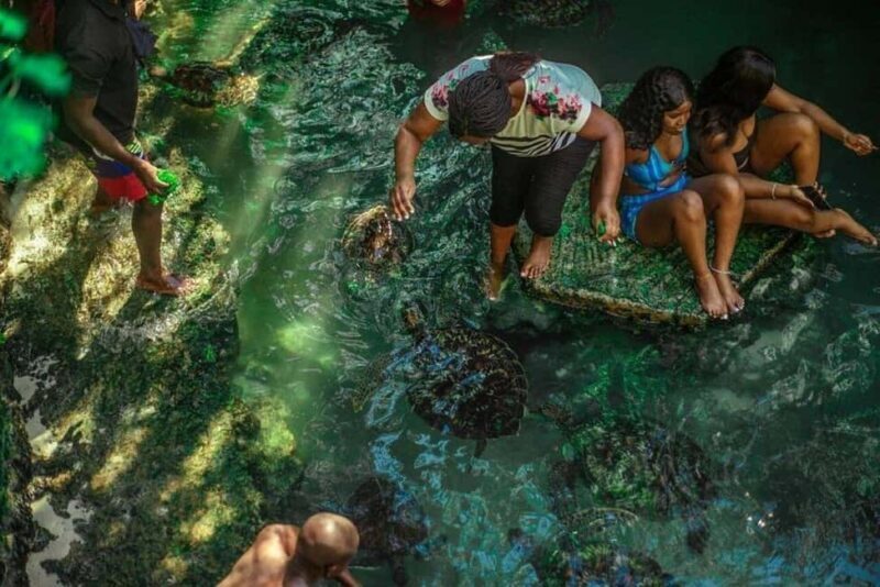 Jozani Forest, Mangrove Kayaking & Sea Turtles Aquarium - Why This Tour Stands Out