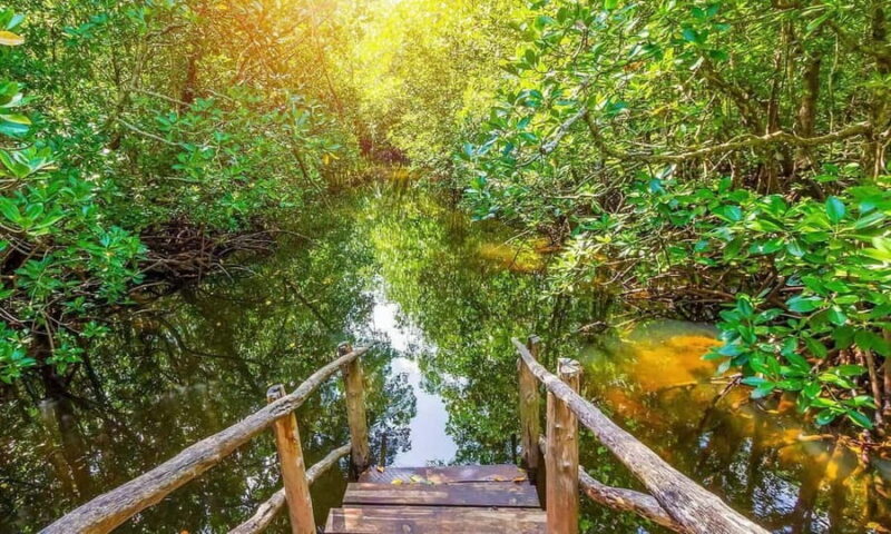 Jozani forest national park and Spice farm - The Sum Up