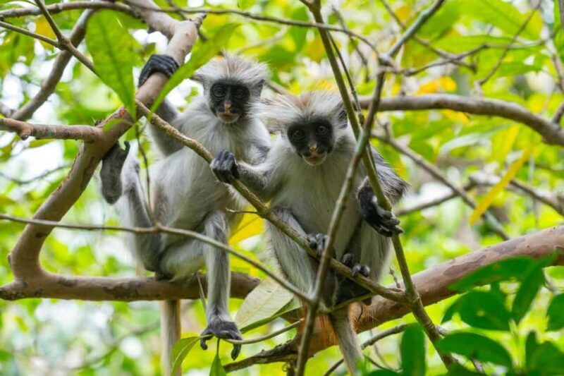 Jozani forest national park and Spice farm - FAQ