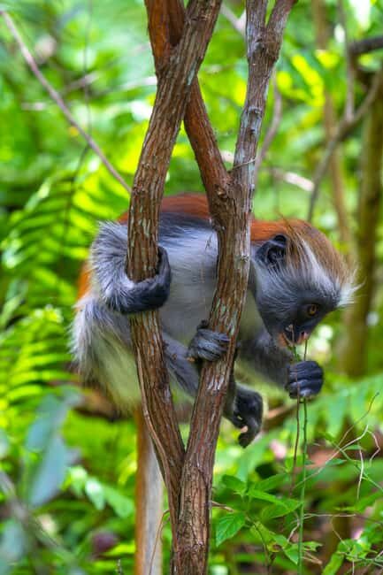 Jozani forest national park,Kuza cave and Paje beach - Key Points