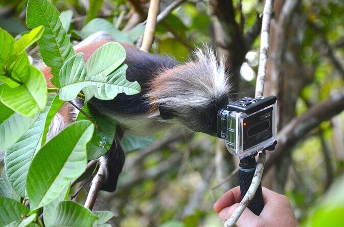 Jozani Forest Reserve Half-Day Guided Tour from Zanzibar - Exploring Zanzibar’s Jozani Forest: A Half-Day Guided Tour Review
