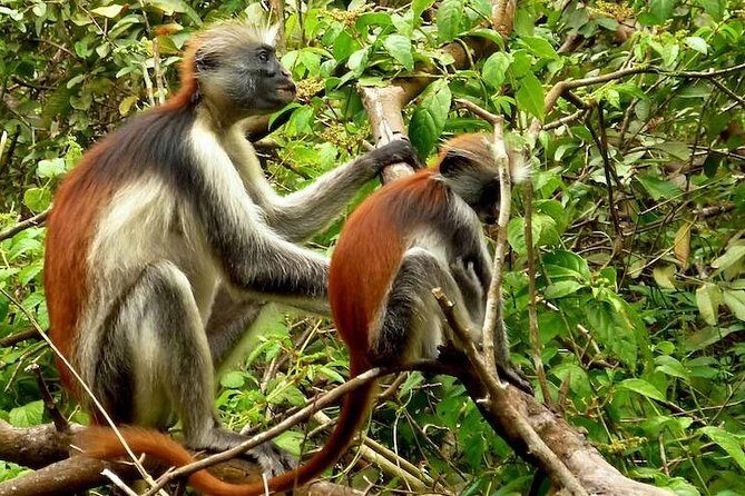 Jozani Forest Reserve Half-Day Guided Tour from Zanzibar - Key Points