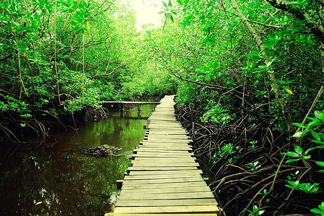 Jozani Forest Reserve Half-Day Guided Tour from Zanzibar - The Quality of Guides and Personal Touch
