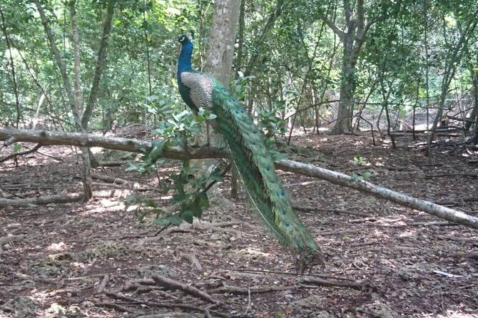 Jozani Forest Reserve Half-Day Guided Tour from Zanzibar - The Value for Money