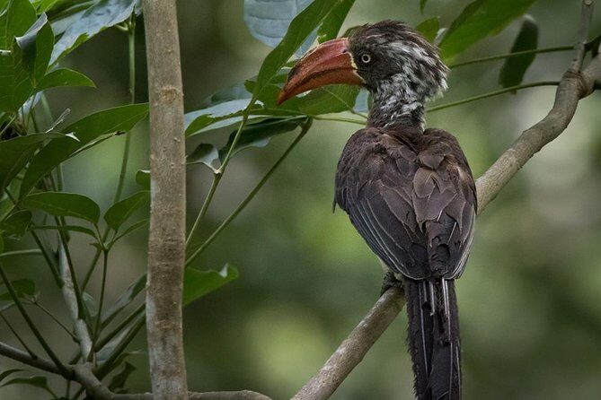 Jozani Forest Reserve Half-Day Guided Tour from Zanzibar - Practical Tips and Considerations