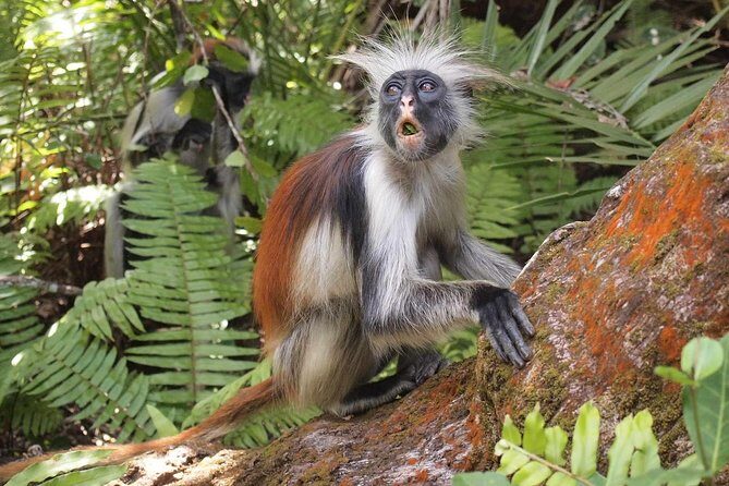 Jozani Forest Reserve Half-Day Guided Tour from Zanzibar - Final Thoughts: Is This Tour Worth It?
