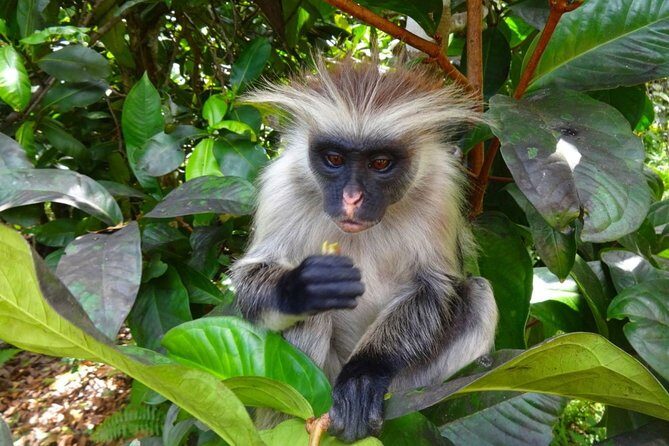Jozani Forest Reserve Half-Day Guided Tour from Zanzibar - FAQ