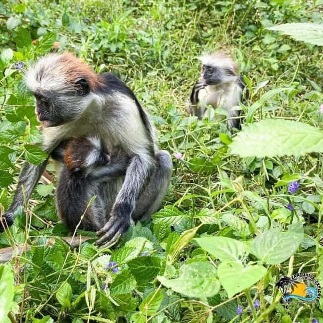 JOZANI FOREST , SEA TORTOISE SANCTUARY & THE ROCK RESTAURANT - An In-Depth Look at the Tour Itinerary
