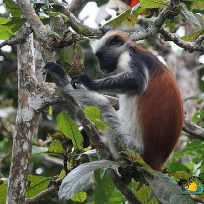 JOZANI FOREST , SEA TORTOISE SANCTUARY & THE ROCK RESTAURANT - Final Thoughts