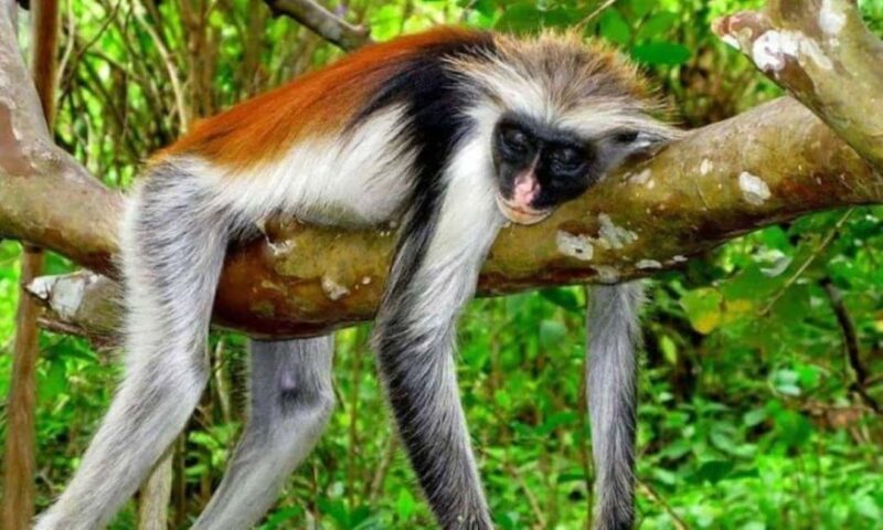 Jozani Forest, Stone Town with Lunch, Night Fish Market - Key Points