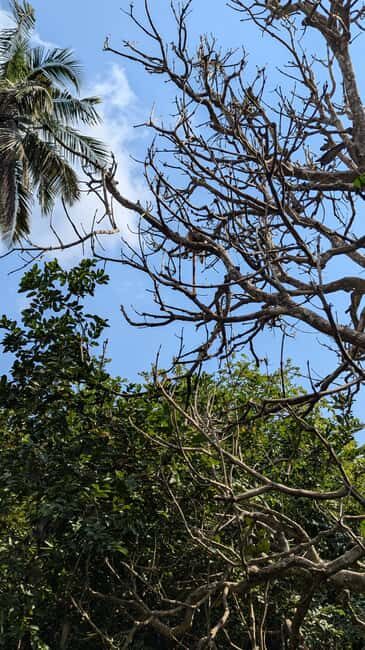Jozani Forest, The Rock,Spice farm with lunch & Stone Town. - Exploring Zanzibar in a Day: Jozani Forest, Spice Farm, The Rock, and Stone Town