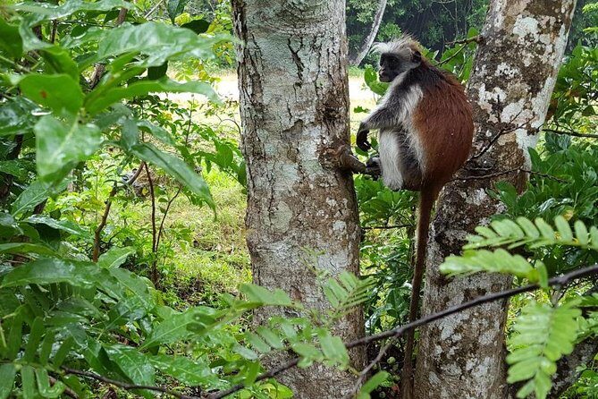 Jozani Forest Tour - Exploring the Jozani Forest Tour in Detail