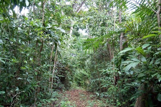 Jozani Forest Tour - Introduction to the Jozani Forest Tour
