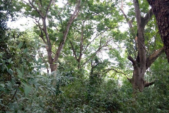Jozani Forest Tour - What to Expect and Tips for Travelers