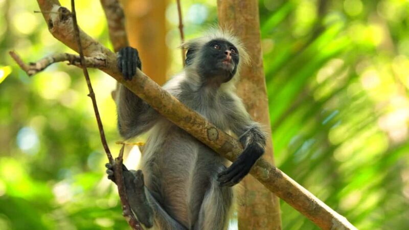 Jozani Forest Tour - Introducing the Jozani Forest Tour Experience