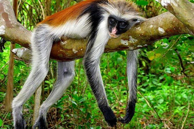 Jozani forest tour + Spice Tour - Jozani Forest: Nature, Monkeys, and Mangroves