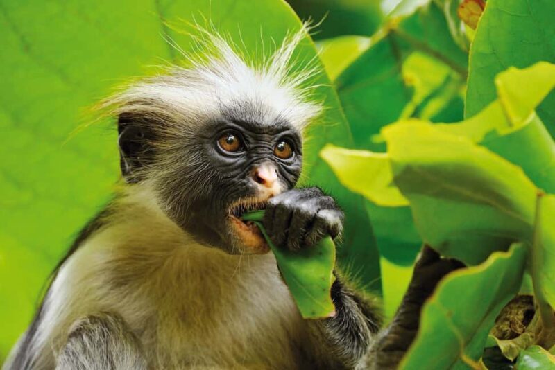 Jozani Forest Tour with Lunch Break, Kuza Cave , The Rock - The Wildlife Encounter in Jozani Forest  