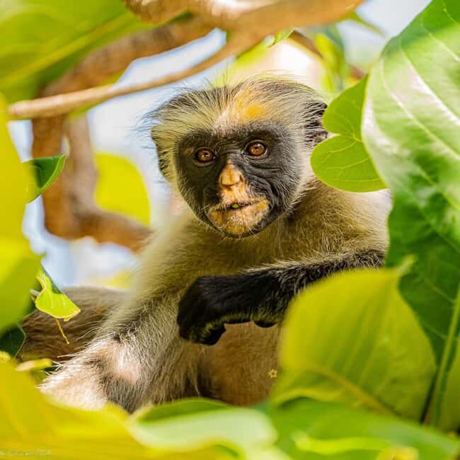 Jozani Forest Tour with Lunch, Starfish Adventure, The Rock - What Real Travelers Say