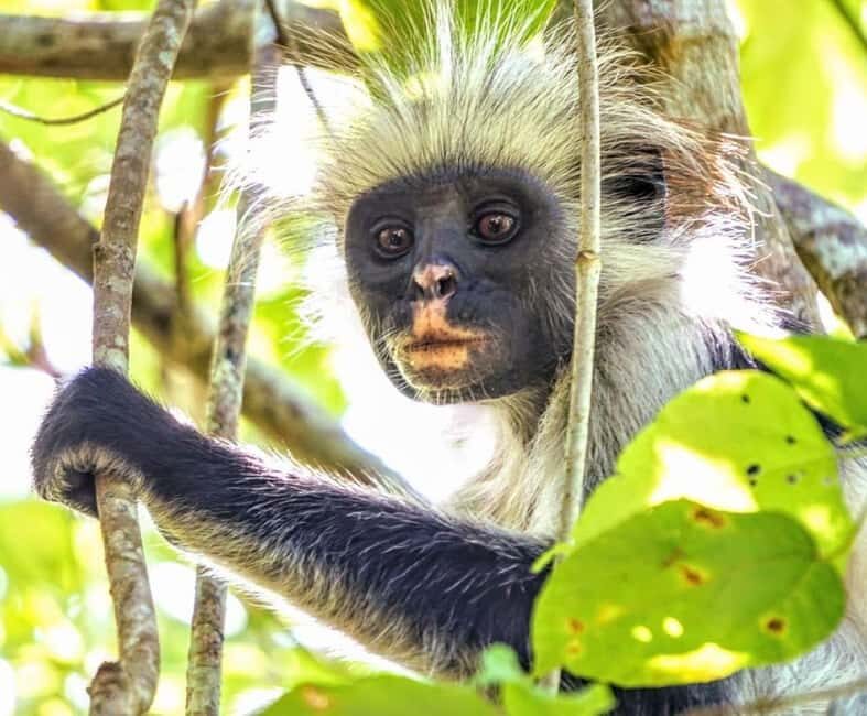Jozani Forest Tour with Lunch, Starfish Adventure, The Rock - Who Will Love This Tour?