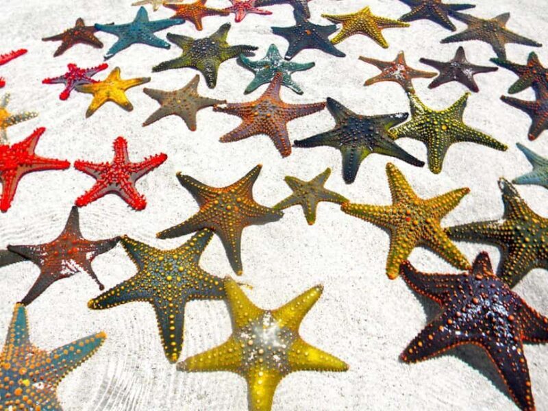 Jozani Forest Tour with Lunch, Starfish Adventure, The Rock - FAQs