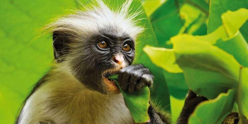 Jozani forest, Visit Sea turtles Sanctuary and Stone town - Key Points