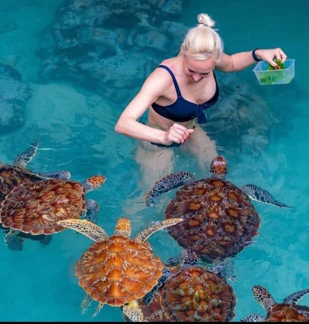 Jozani forest, Visit Sea turtles Sanctuary and Stone town - An In-Depth Look at the Tour Experience