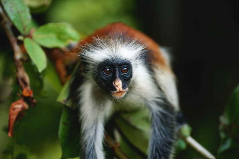 Jozani forest, Visit Sea turtles Sanctuary and Stone town - Frequently Asked Questions (FAQs)