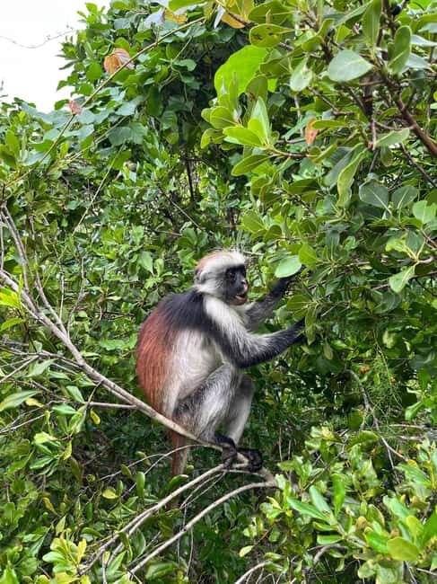 Jozani forest walking tour - Who Should Consider This Tour?