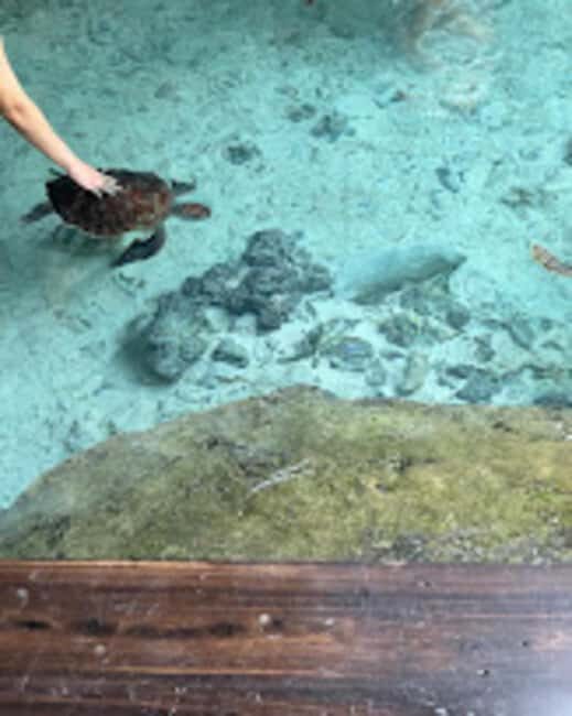 Jozani Forest,Star fish and Sea turtles Sanctuary tour - Why Choose This Tour?