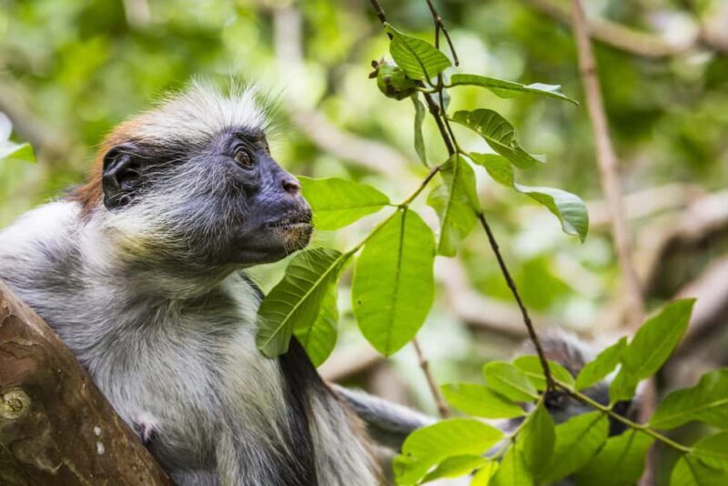 Jozani Monkey Forest & Malum Cave Swimming - A Full Breakdown of the Tour Experience