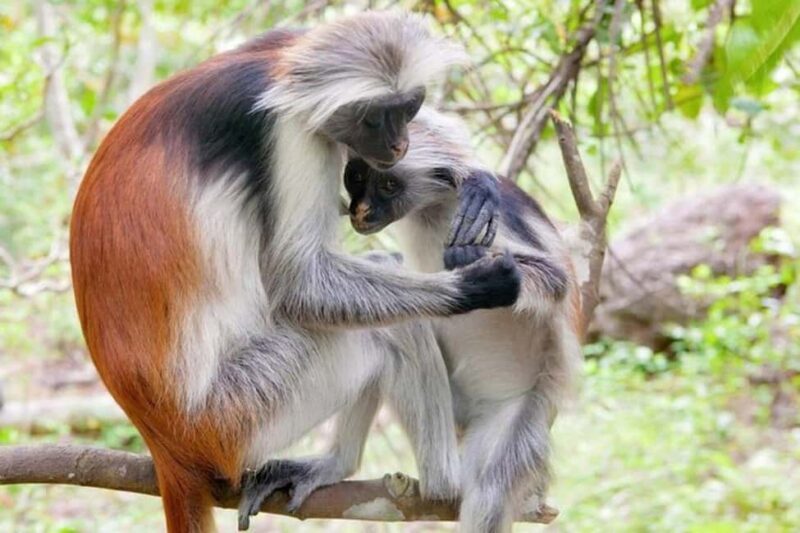 Jozani national,saalam cave and Mtende beach - Exploring Jozani Forest: The Heart of Zanzibar’s Flora and Fauna