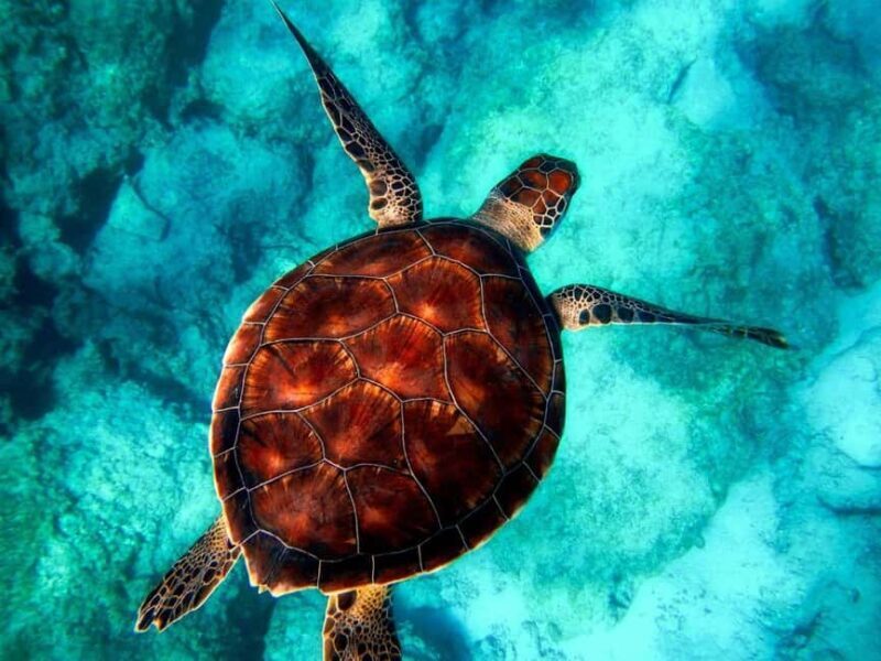 Jozani, Salaam, Starfish, Snorkeling, The Rock, Kuza, Paje - Key Points