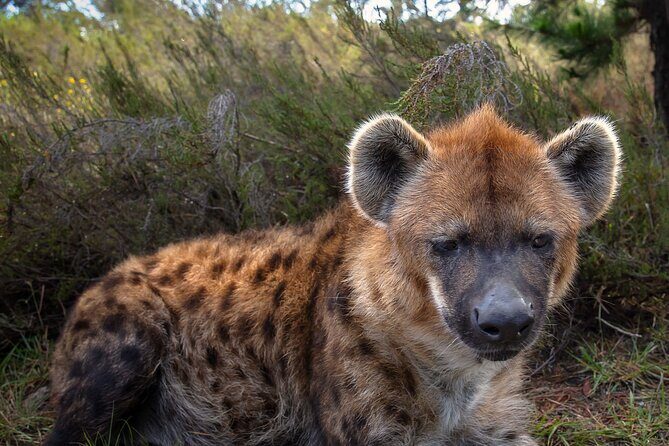 Jukani Wildlife Sanctuary Admission with Guided Tour - The Sum Up
