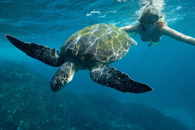 Julian Rocks: Premier Snorkeling Tour Byron Bay - Key Points